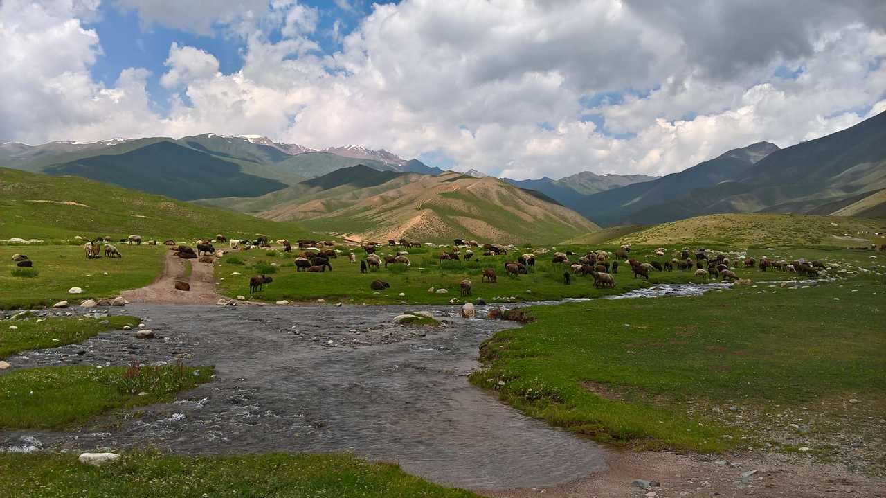 Troupeau en Kirghizie