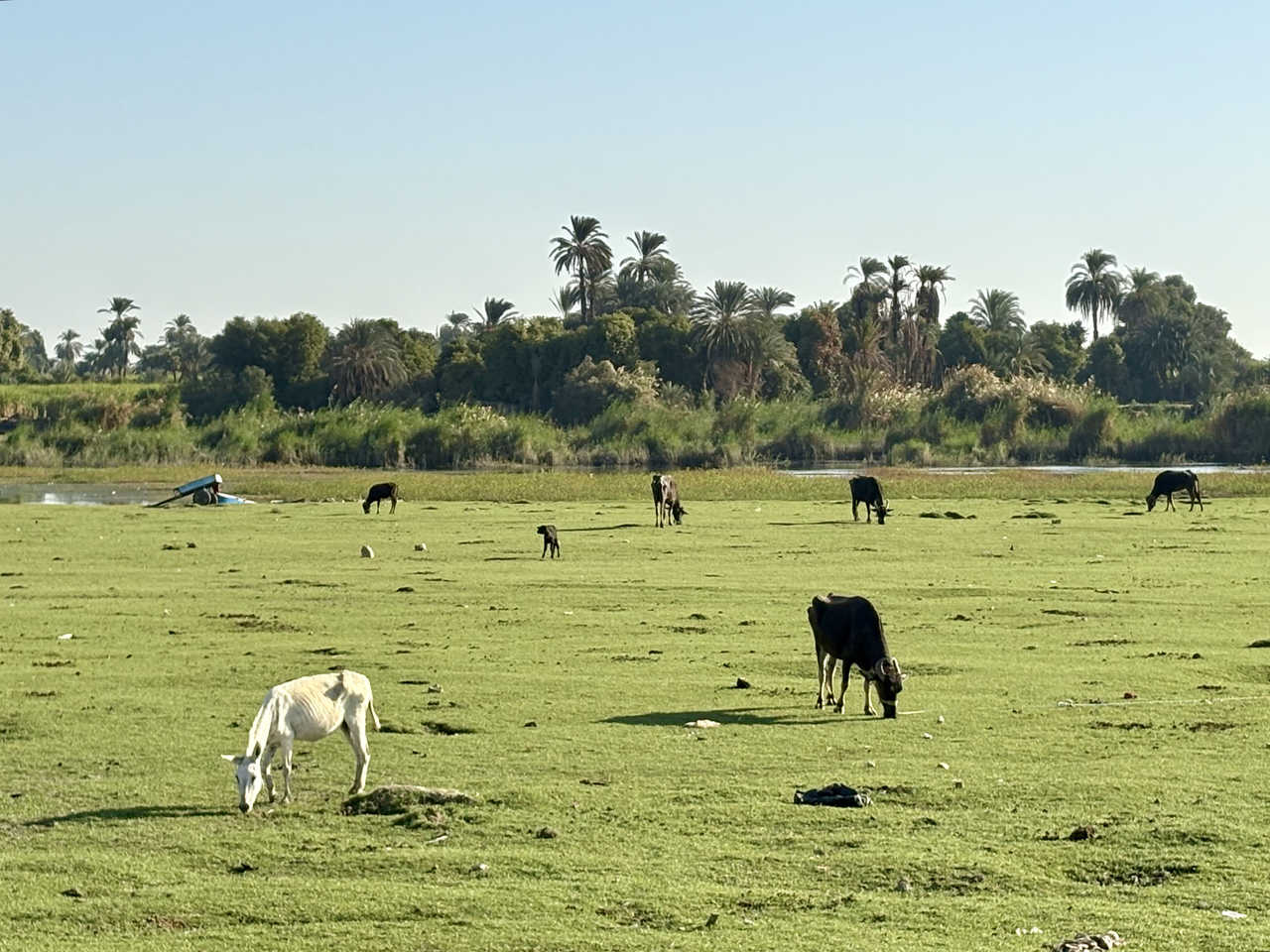 Troupeau sur les berges du Nil en Egypte