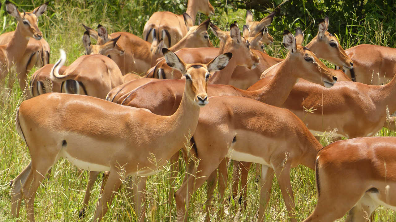 Troupeaux de gazelles de Grant dans le parc naturel de Tarangire en Tanzanie