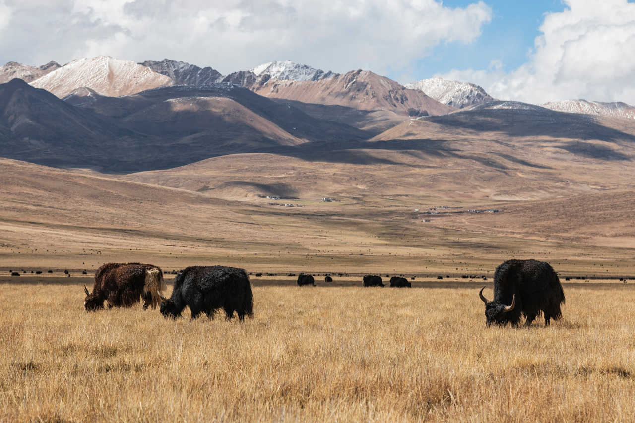 Troupeaux de yaks dans les montagnes du Tibet