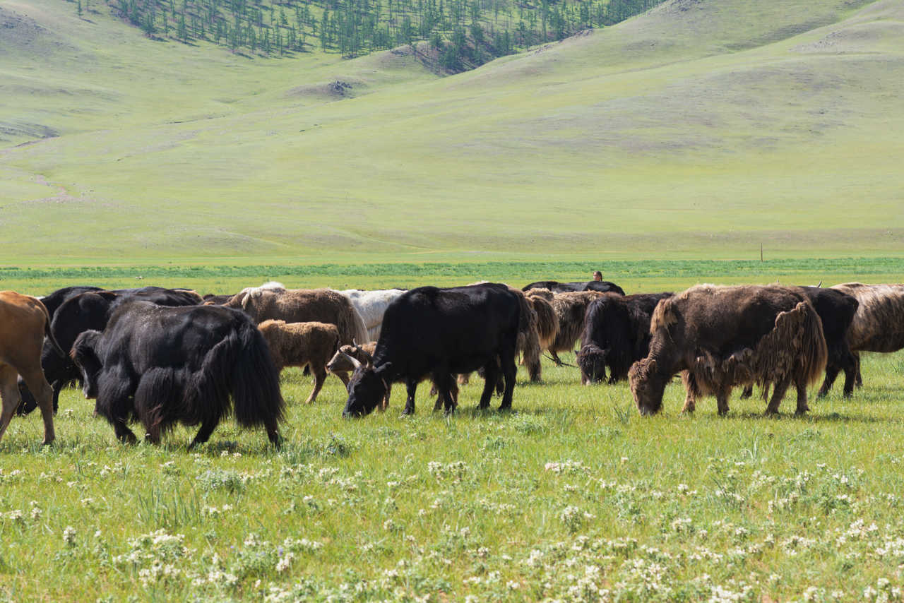 Troupeaux de yaks en Mongolie