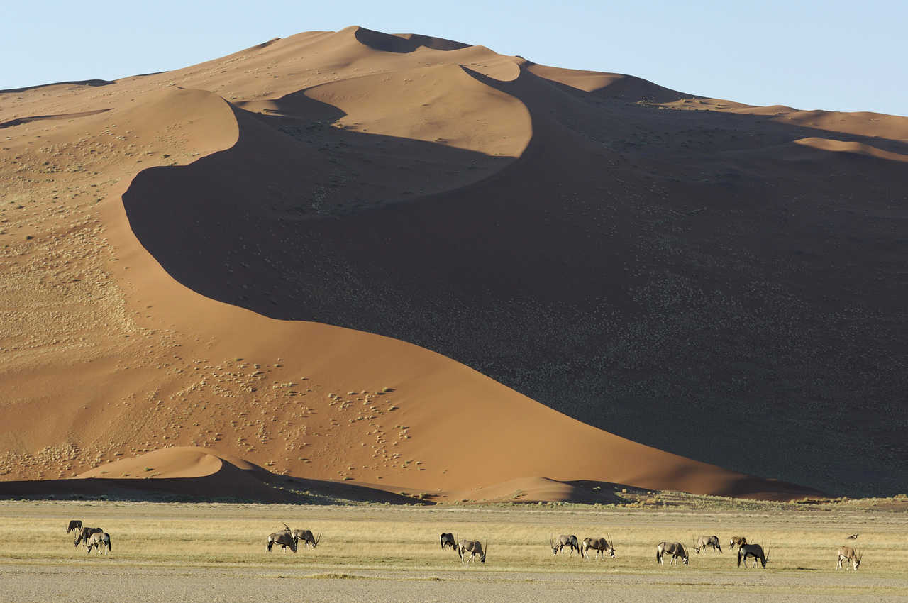 Troupeaux d'Oryx devant les immenses dunes du désert du Namib