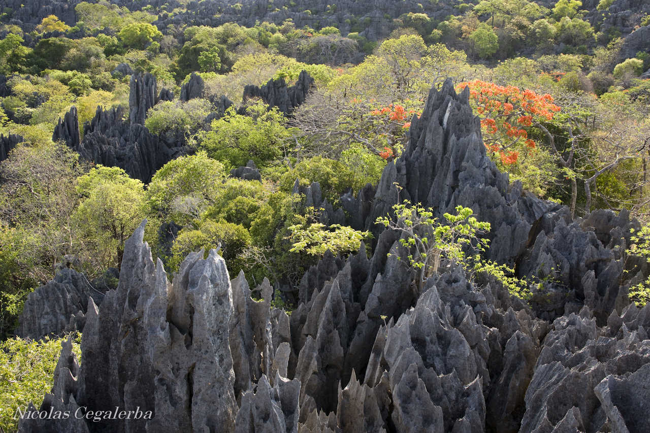 Tsingys gris de l'Ankarana à Madagascar