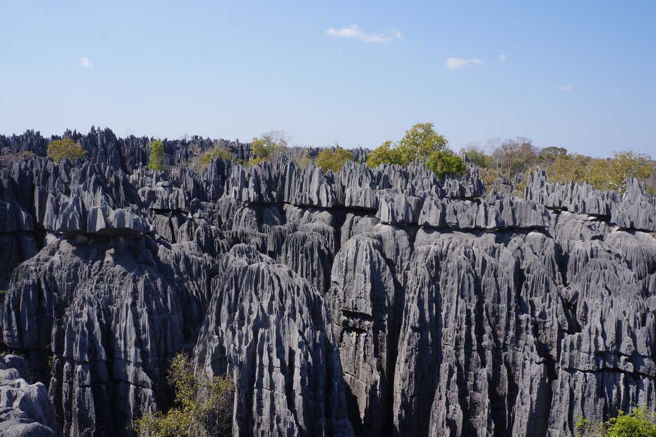 Tsingys gris de Madagascar