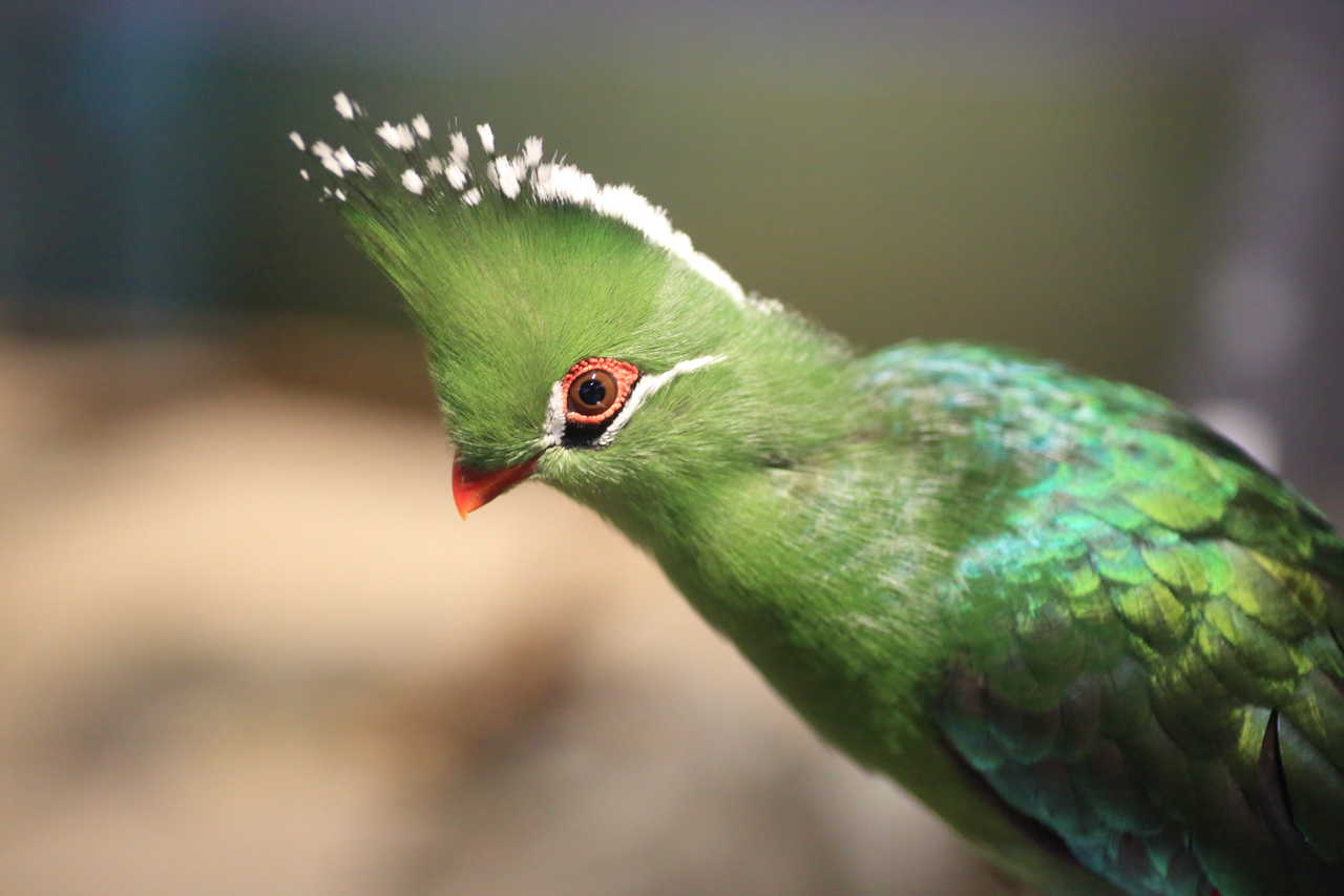 Turaco de Livingstone © Feathercollector Turaco de Livingstone