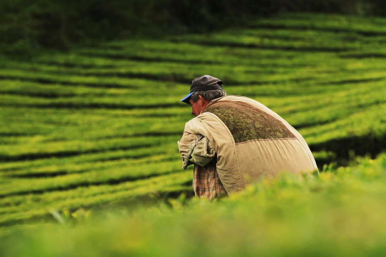 Un agriculteur chargeant sa récolte de thé à Porto Formoso, sur l'île de Sao Miguel, aux Açores