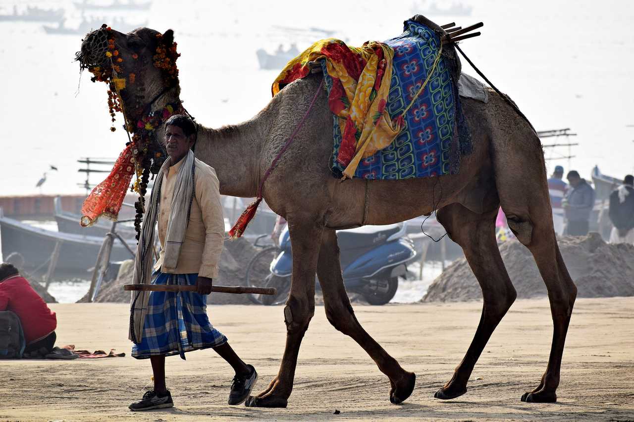 Un chameau au désert de Thar