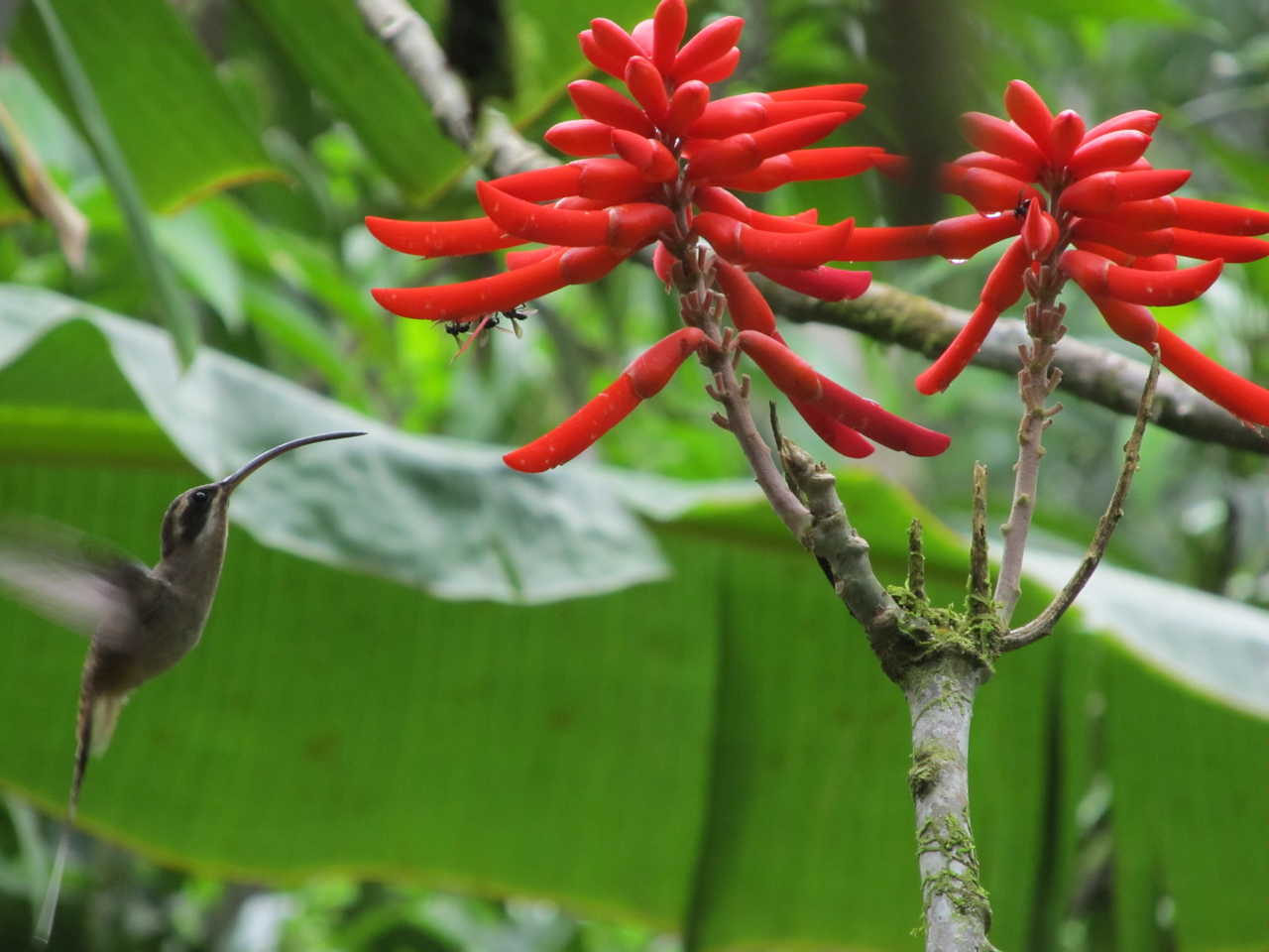 Image Randonnées tropicales du Guanacaste au Parc Corcovado