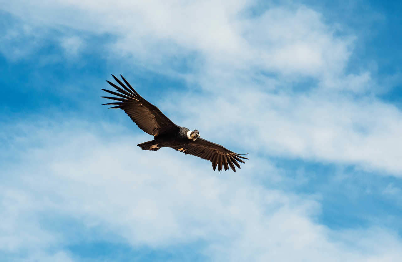 Un condor des Andes aux ailes déployées plane dans un ciel bleu parsemé de nuages blancs au-dessus des montagnes péruviennes.