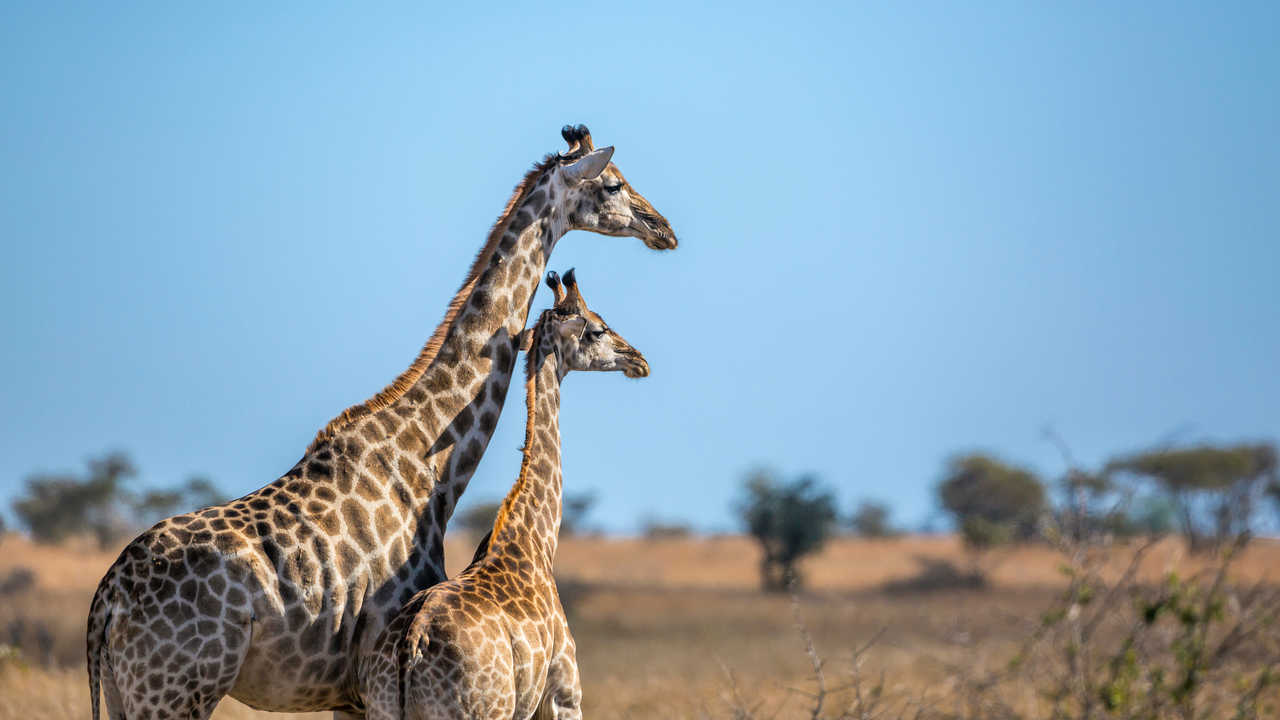 Un girafon et sa maman au Botswana