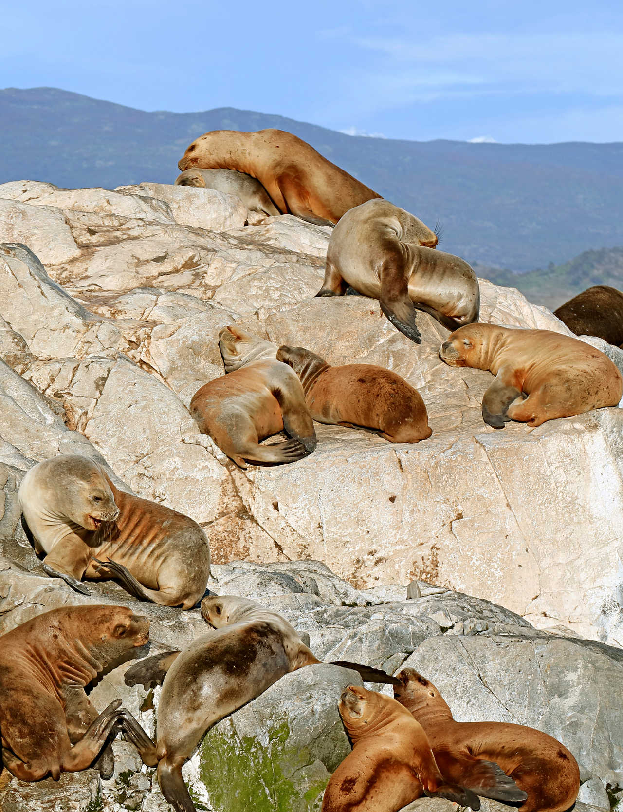 Un groupe de lions de mer de Patagonie se reposant au soleil sur les rochers de la Terre de Feu lors d'une navigation sur le canal Beagle près d'Ushuaia.