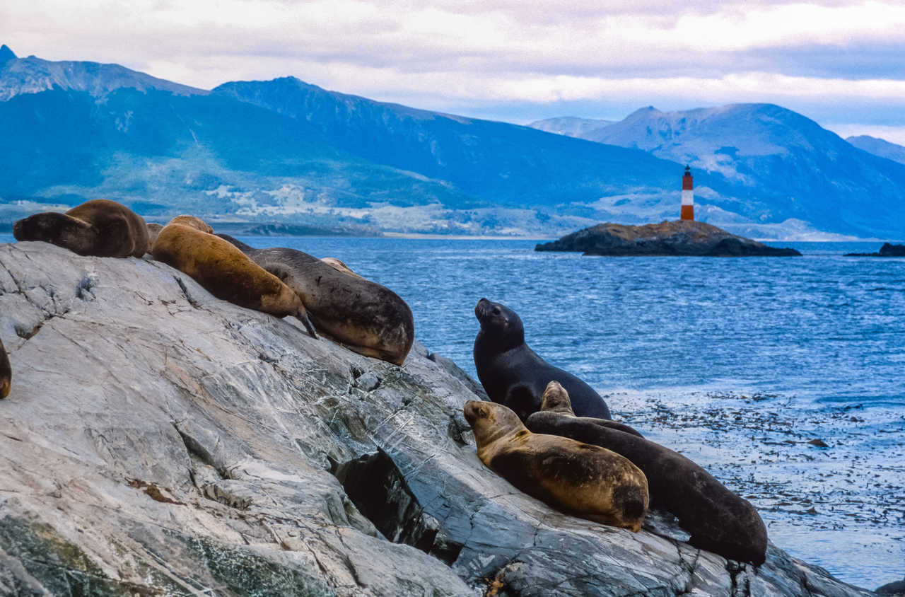 Un groupe de lions de mer se prélassant sur les rochers du canal de Beagle avec le phare rouge et blanc Les Éclaireurs et les montagnes de la Terre de Feu en arrière-plan près d'Ushuaia.