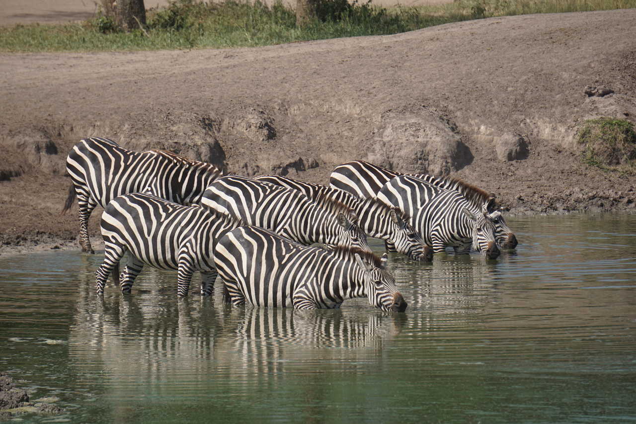 Un groupe de zèbres au lac Mburo, dans le parc national ougandais.
