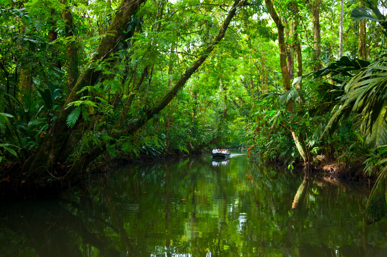 Un petit bateau est plongé au coeur de la mangrove sur la rivière Tortuguero, costa rica