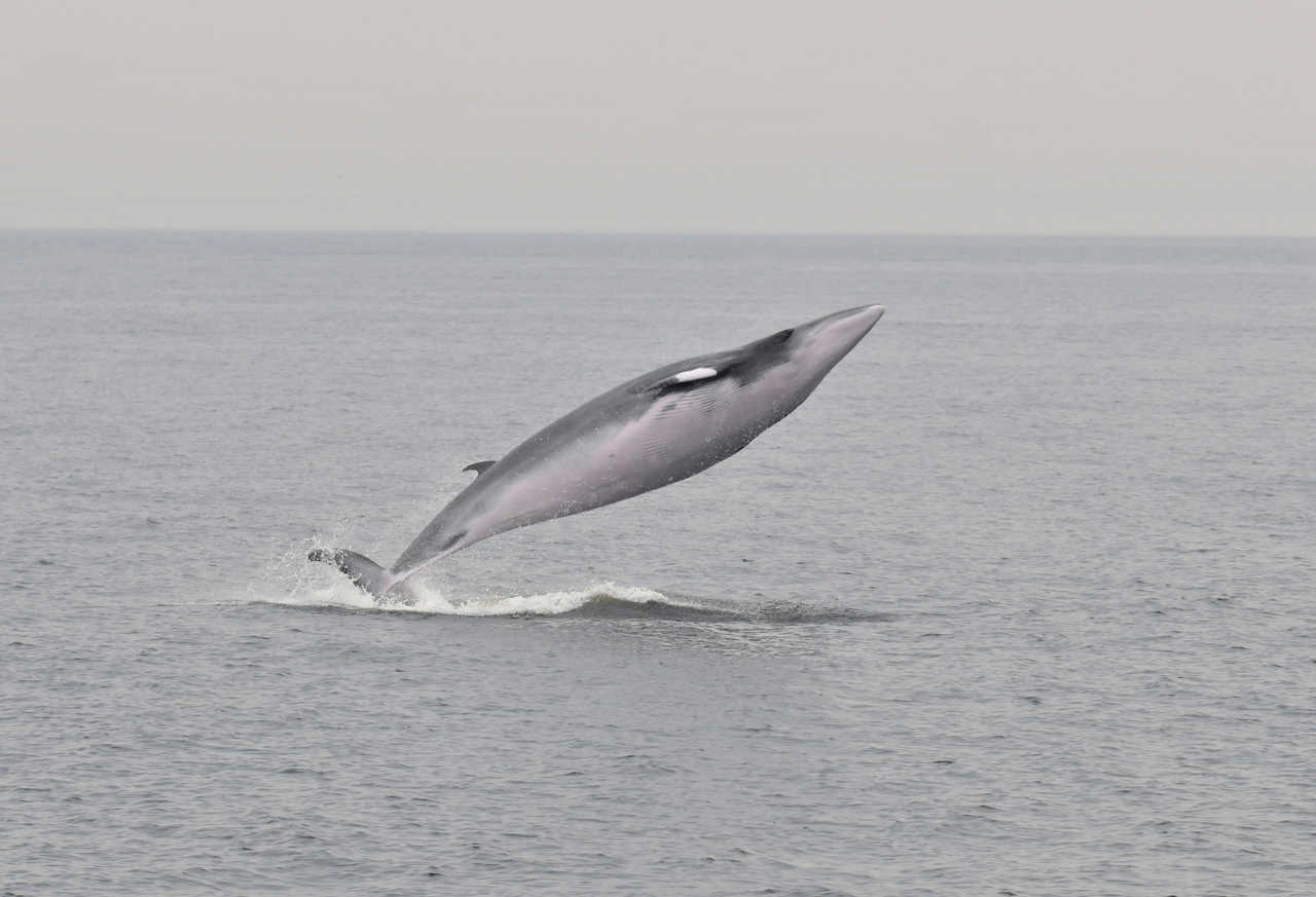 Observation de baleines, saut d'un petit rorqual au Canada