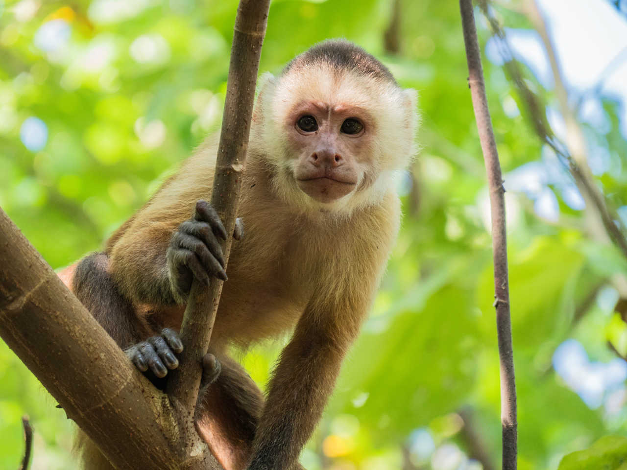Un singe capucin curieux observé dans la végétation luxuriante du Parc National Tayrona lors d'une randonnée vers les plages des Caraïbes.