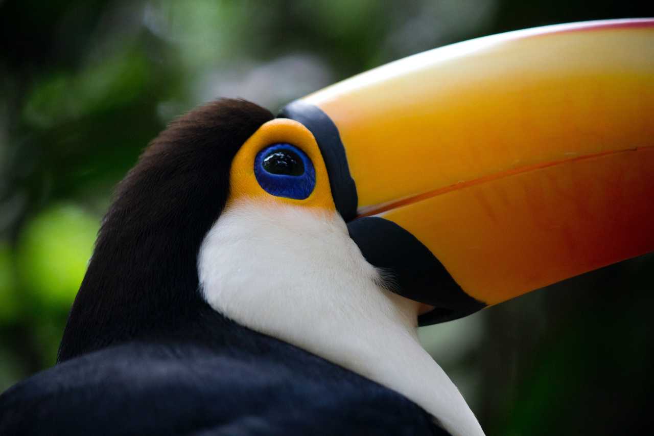 Un toucan dans le parc national Iguazu, entre Argentine et Brésil