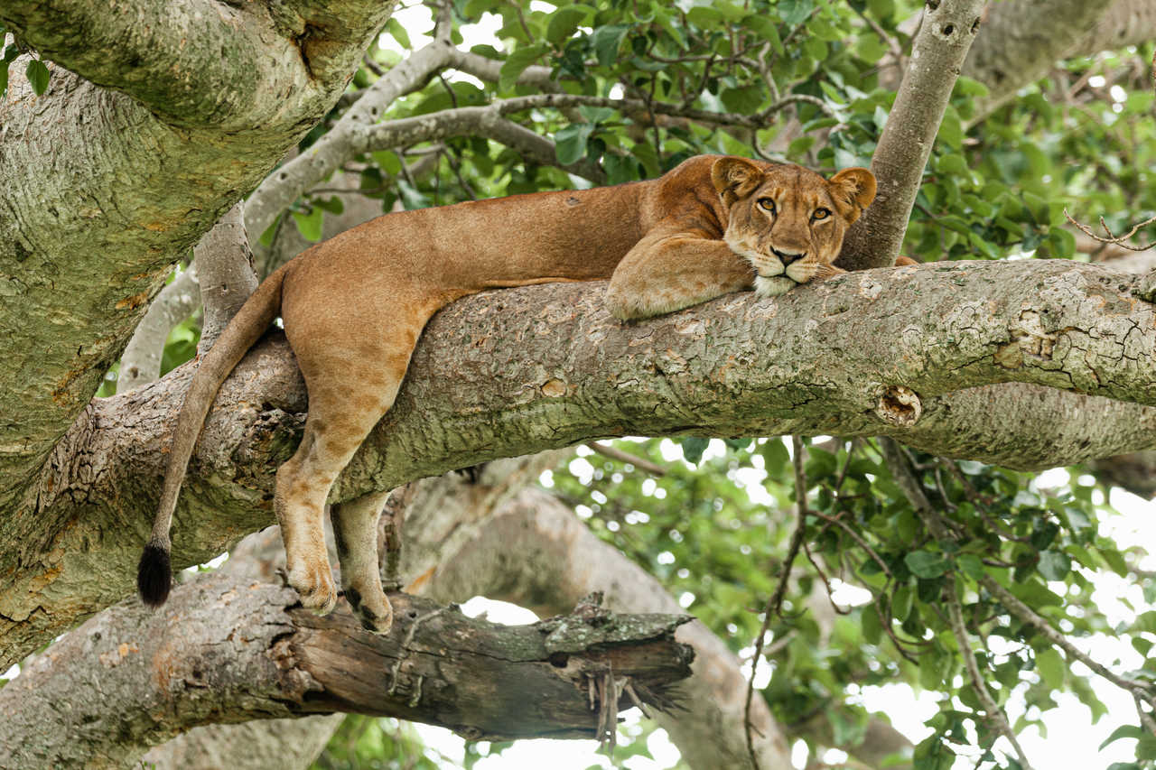 Une lionne se repose sur un arbre dans le parc national Queen Elizabeth, Ouganda