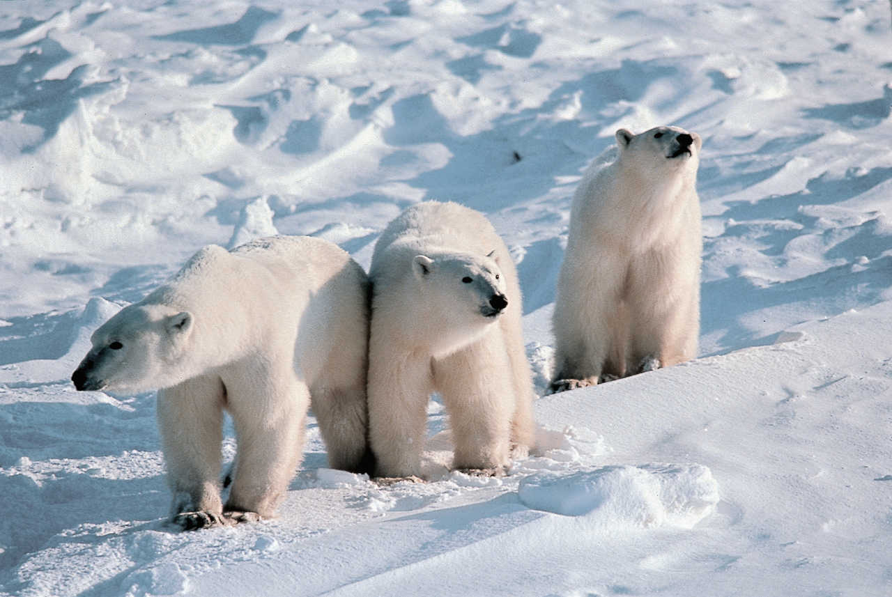 Une mère et ces deux oursons curieux Spitzberg