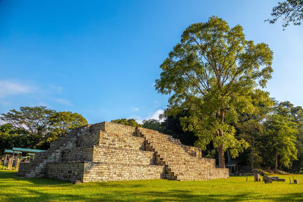 Une pyramide maya en pierre à côté d'un grand arbre aux racines apparentes sur le site de Copán