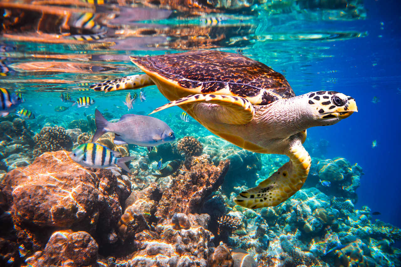 Une tortue de mer aux Maldives