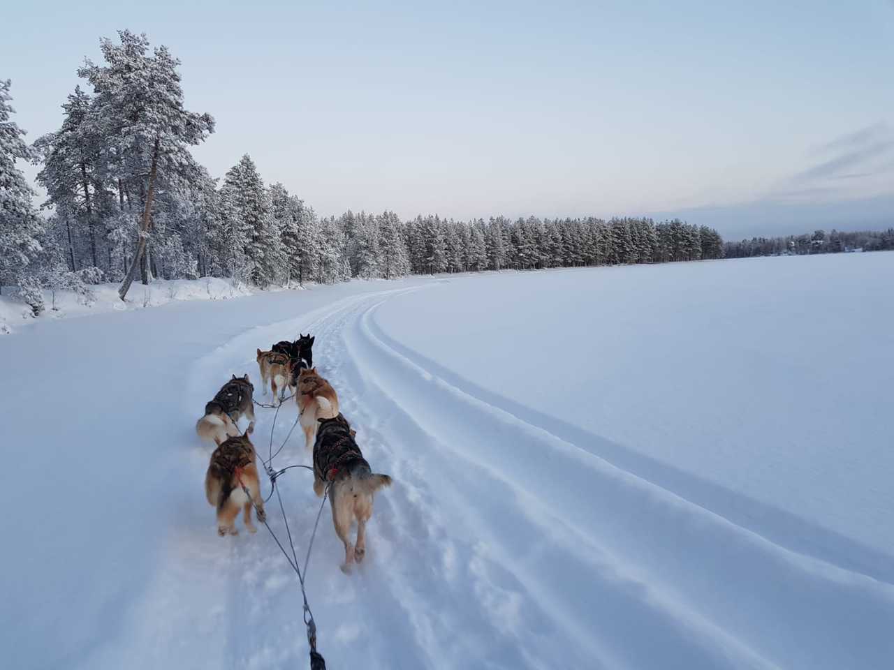Vacances en chien de traineau en Finlande