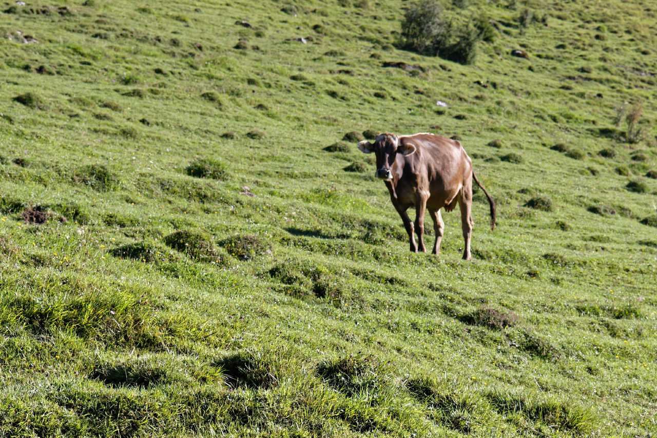 Vache à Walchsee en Autriche