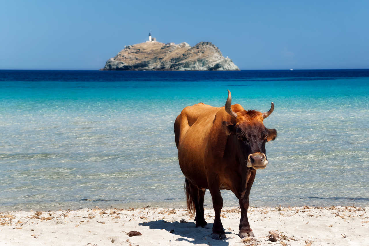 Vache corse et l'île de Giraglia en fond, plage de Barcaggio, Cap Corse