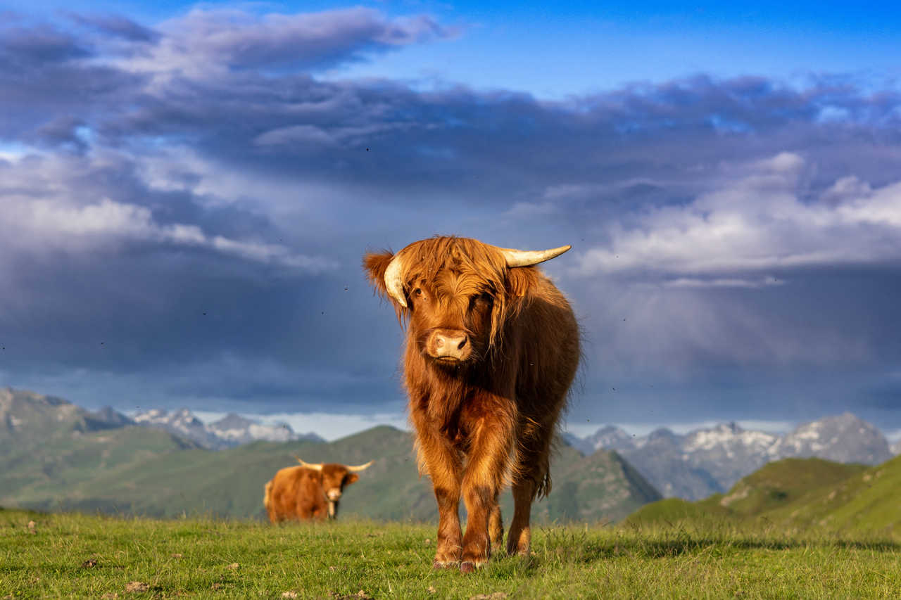 Vache highland à Hautacam, Pyrenées