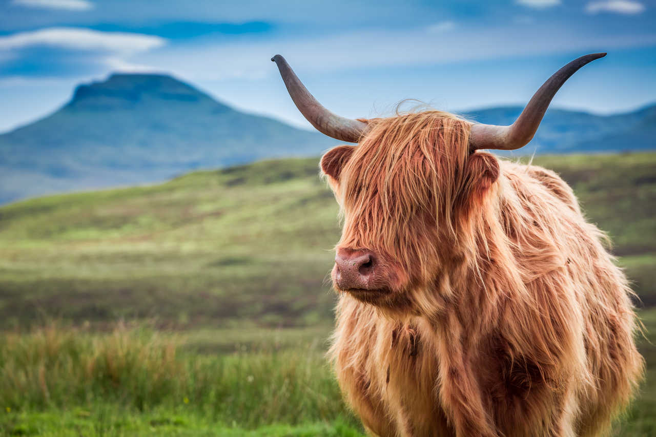 Vache Highland en Ecosse