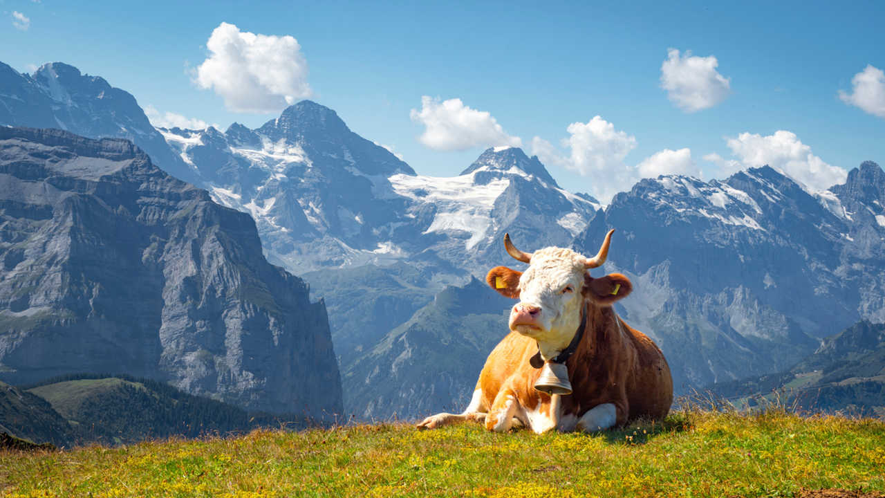 vache suisse avec une cloche allongée sur l'herbe dans un alpage suisse
