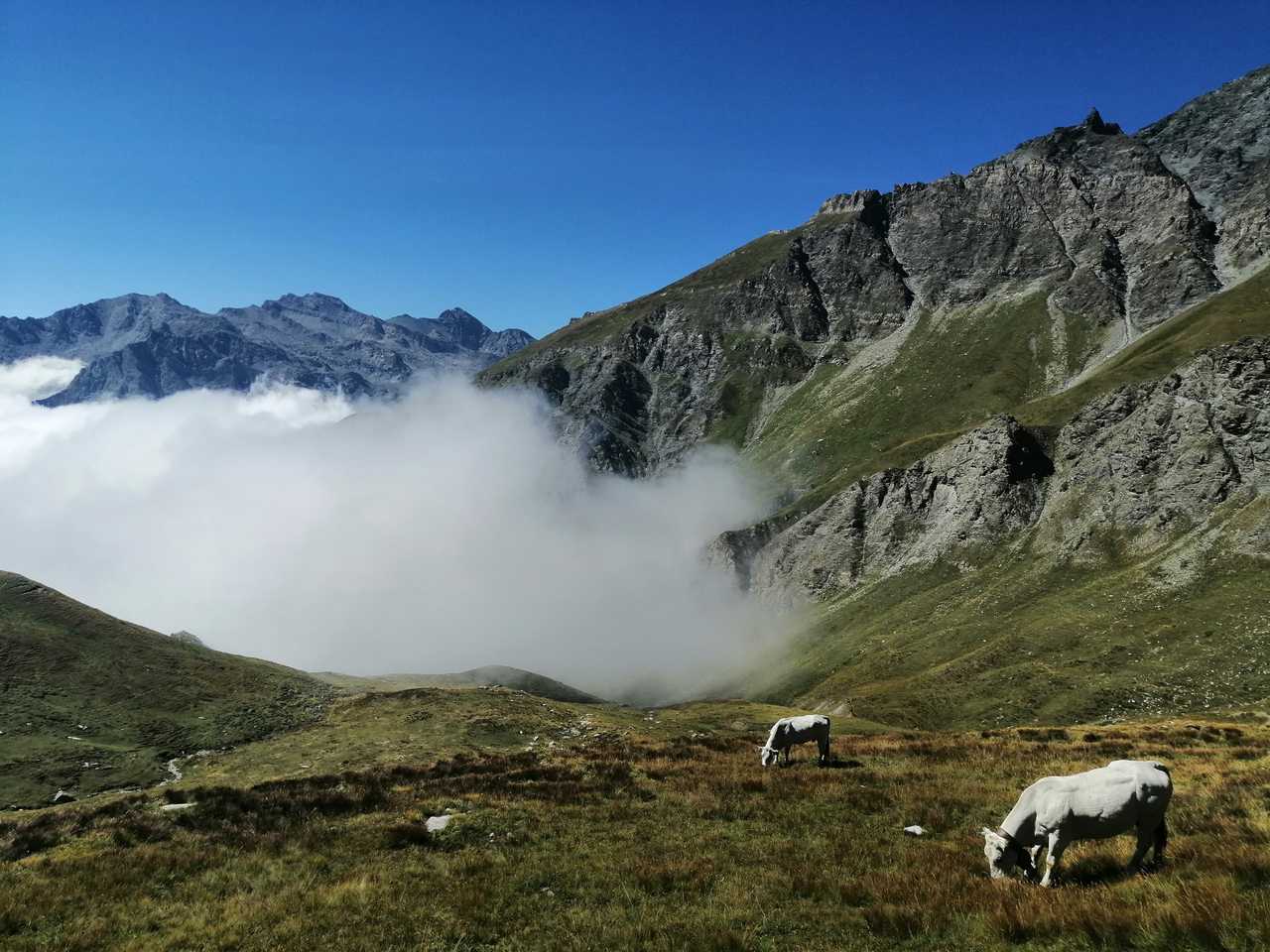 Vaches dans les pâturages, massif du Queyras, Alpes du sud