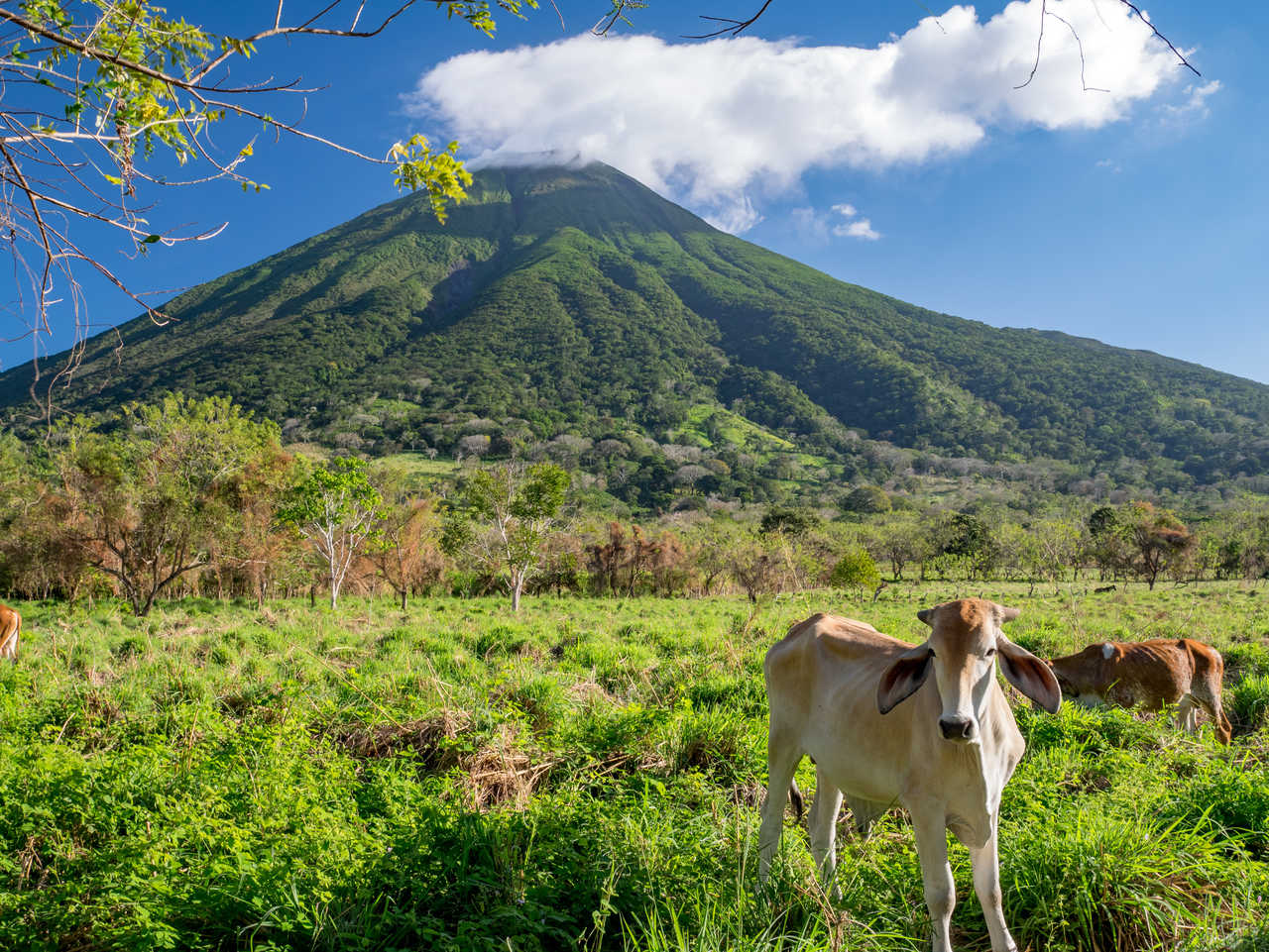 vaches dans l'île Ometepe au Nicaragua