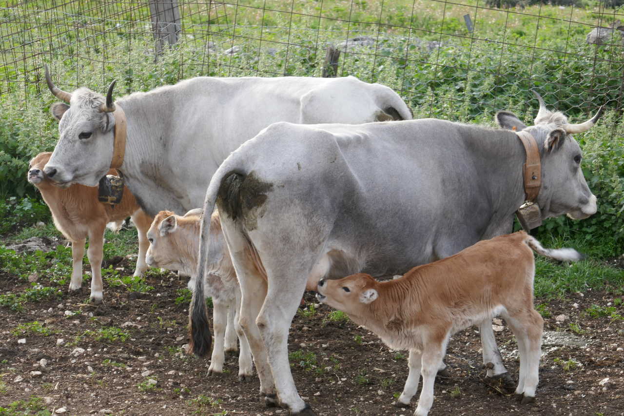 Vaches dans une ferme dans les pouilles en Italie