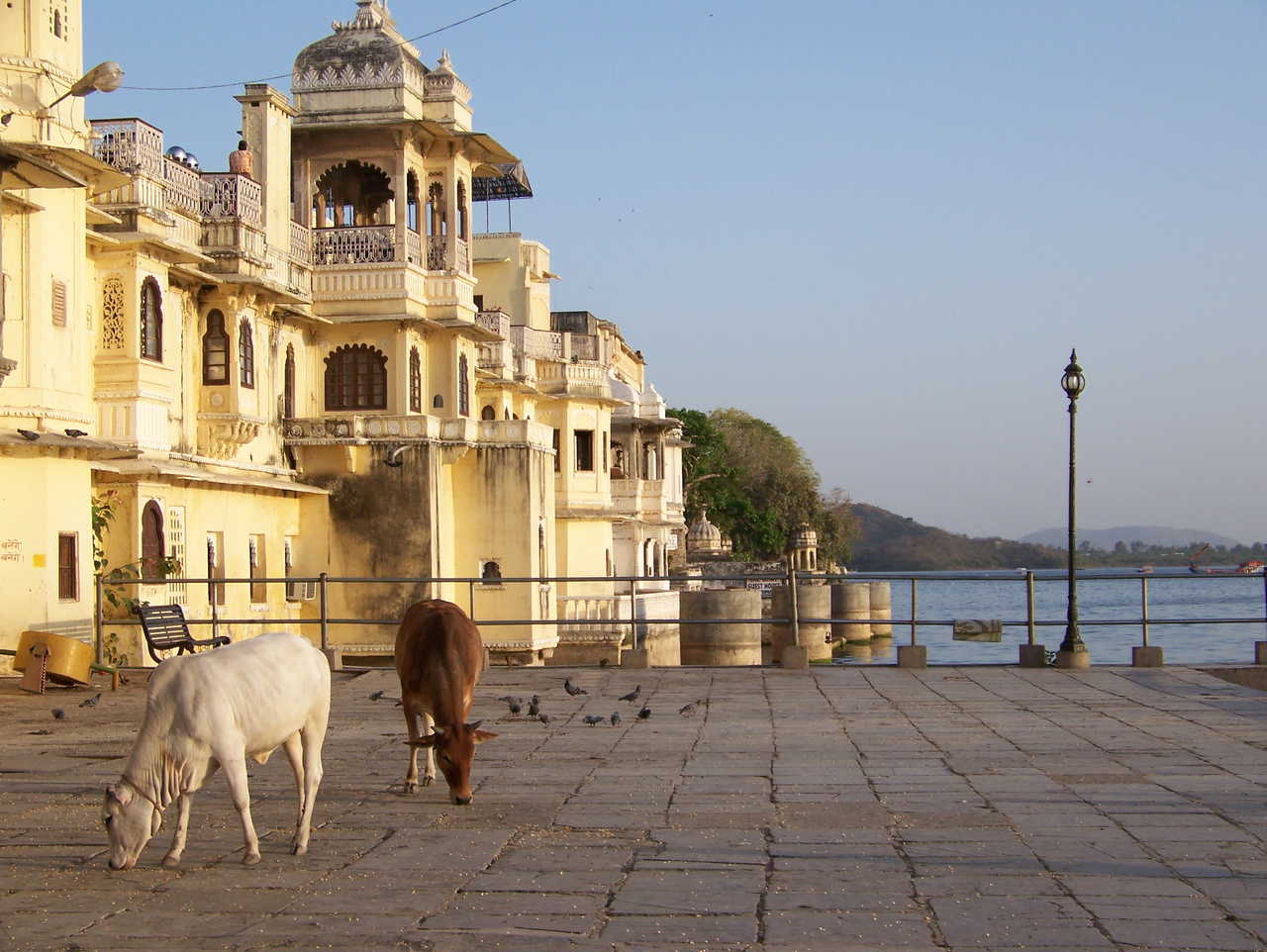Vaches devant le city Palace au bord du lac Picchola à Udaipur
