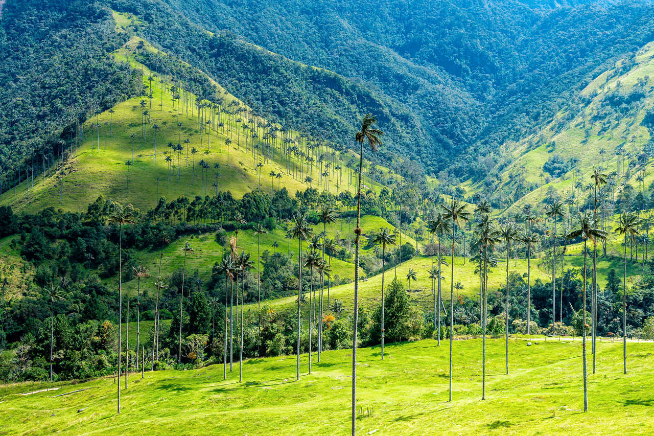 Vallée de Cocora en Colombie