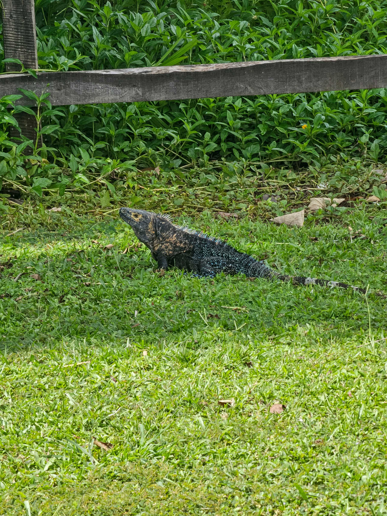 varan dans le parc national de Coïba au Panama