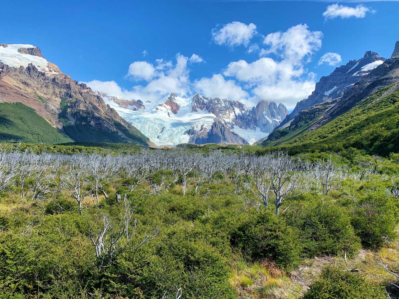 Vaste vallée sauvage aux buissons verts et arbres morts au premier plan, s'ouvrant sur la langue glaciaire spectaculaire et les aiguilles de granit mythiques du Cerro Torre sous un ciel bleu en Patagonie argentine.