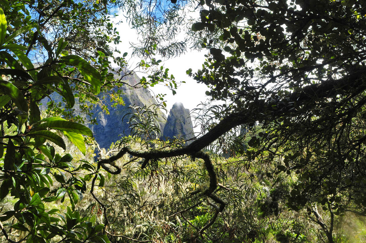 végétation forêt à Cilaos, la Réunion