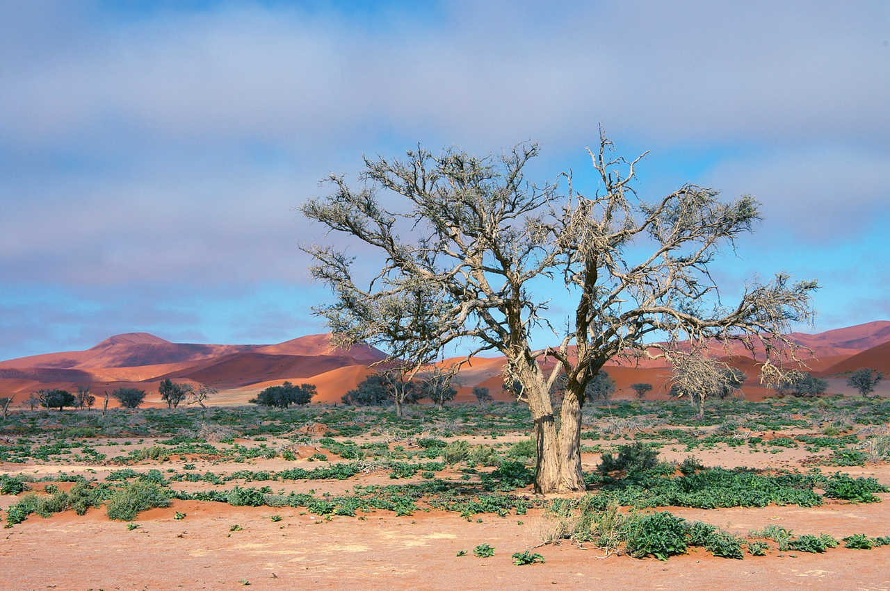 Vers les dunes rouge d Sossusvlei dans le désert du Namib en Namibie