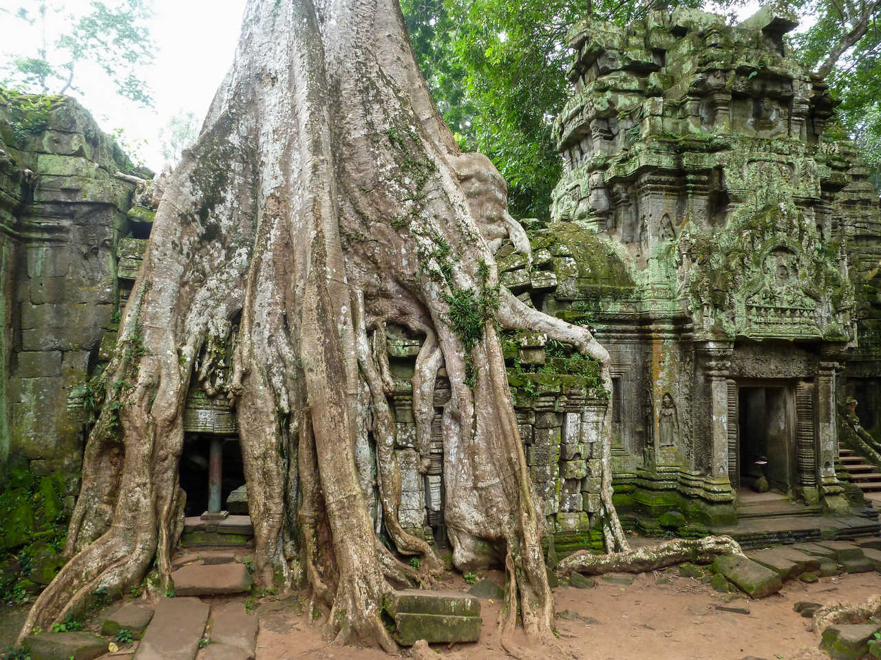 Vieil arbre sur le temple Ta Prohm à Angkor Vat au Cambodge