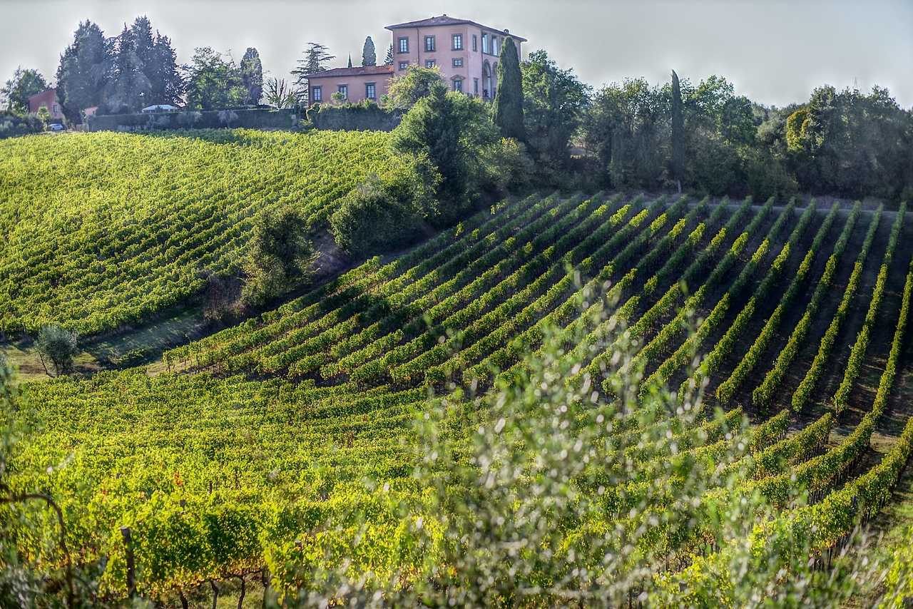 Vignoble dans la région de Toscane