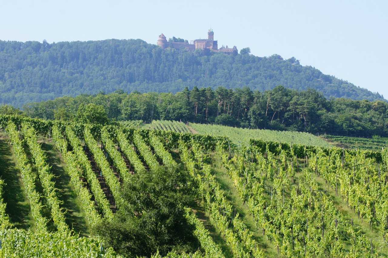 Vignoble et château de l'Alsace médiévale, Alsace