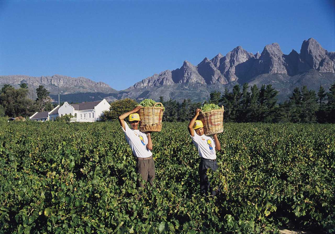 Vignobles en Afrique du Sud