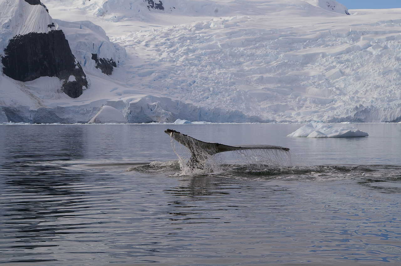 Photo d'une baleine en antarctique