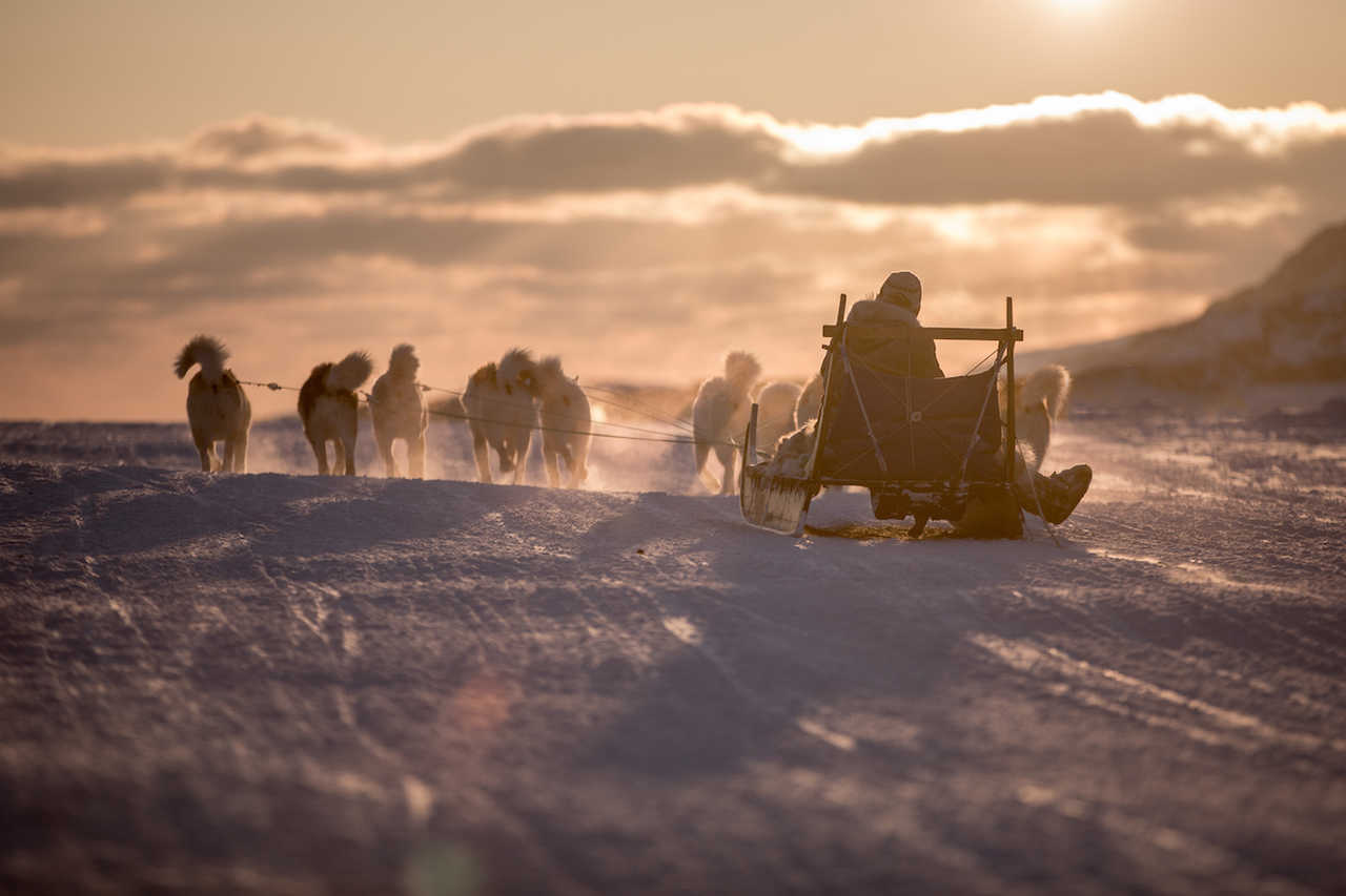 Voyage chien de traineau hiver au Groenland