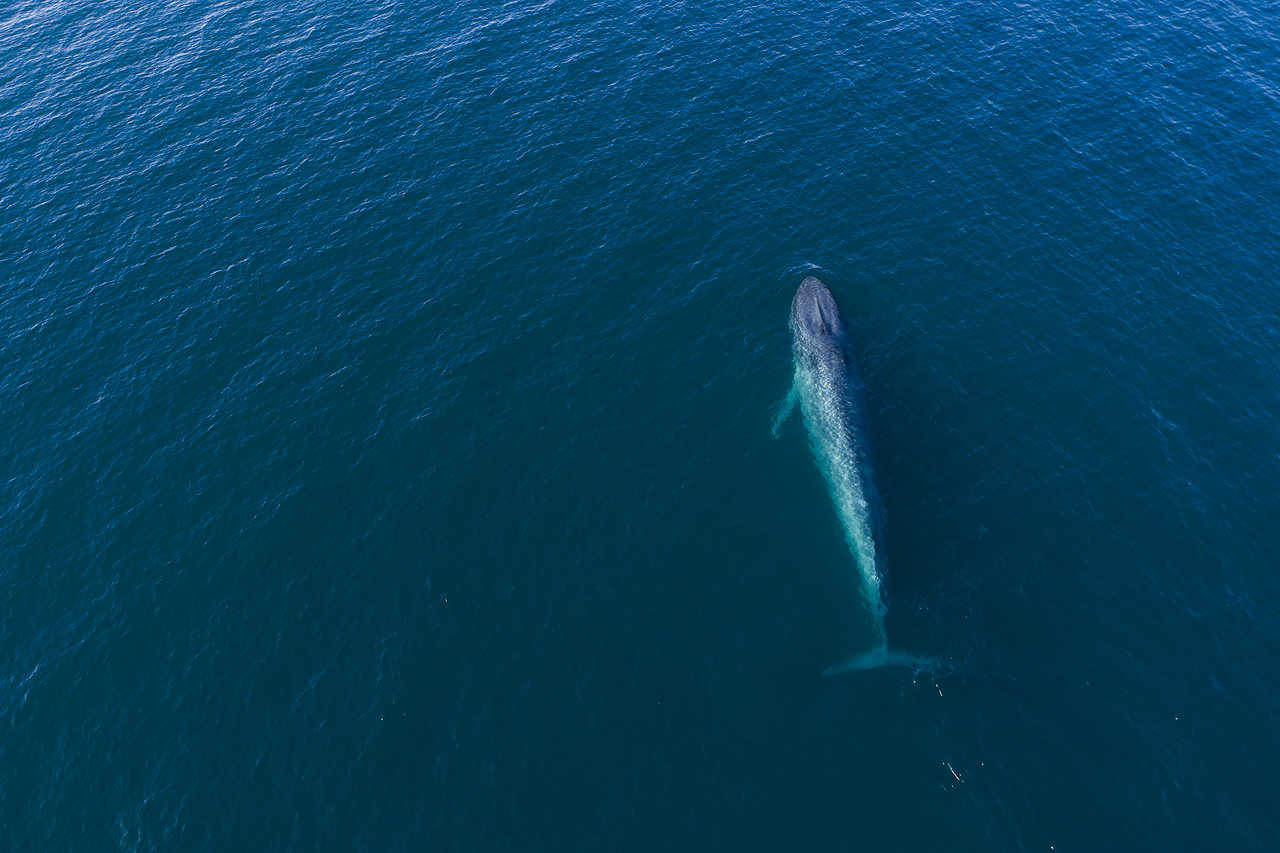 Photo d'une baleine lors d'une croisière polaire
