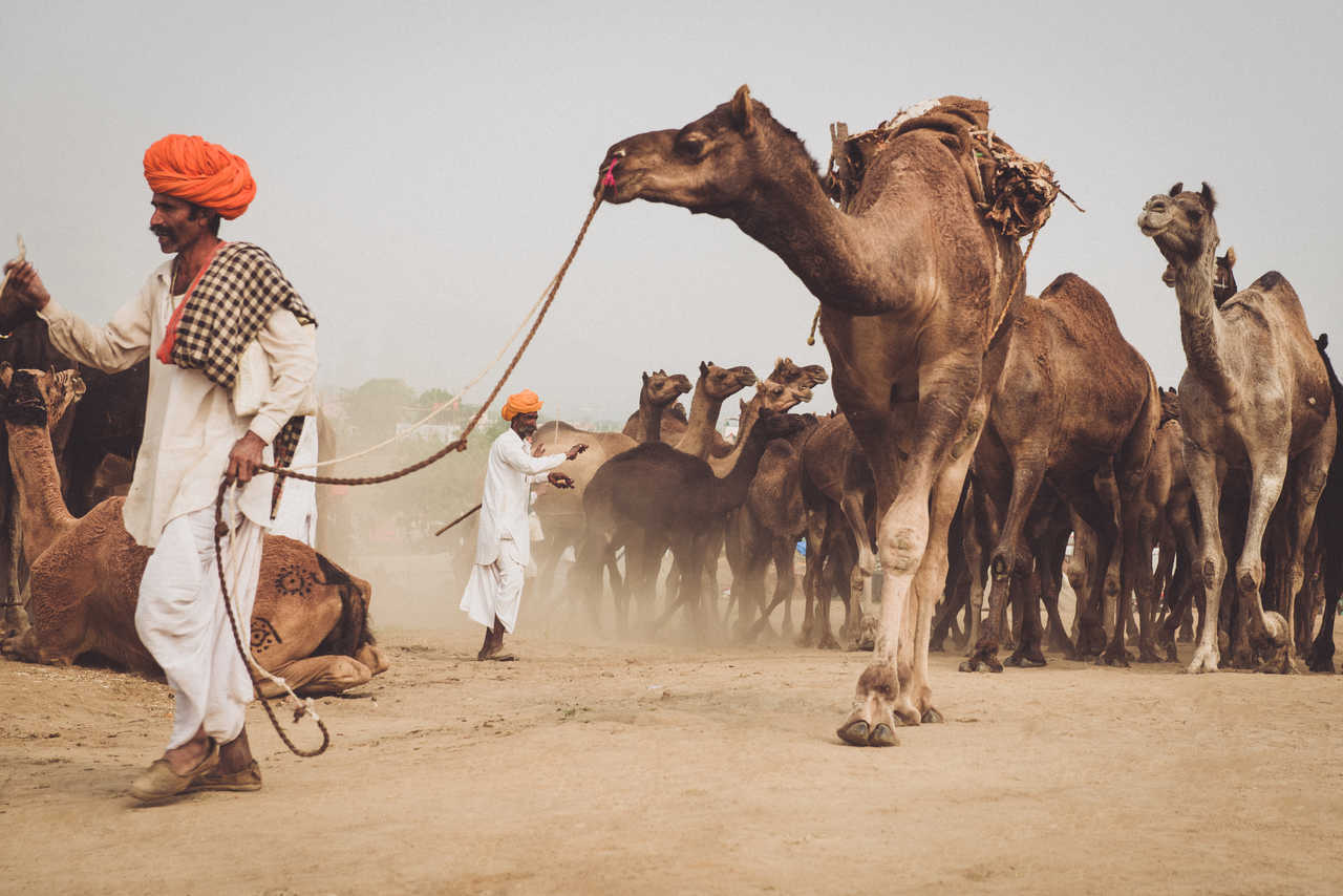 voyage Rajasthan, Inde du nord, festival de Pushkar