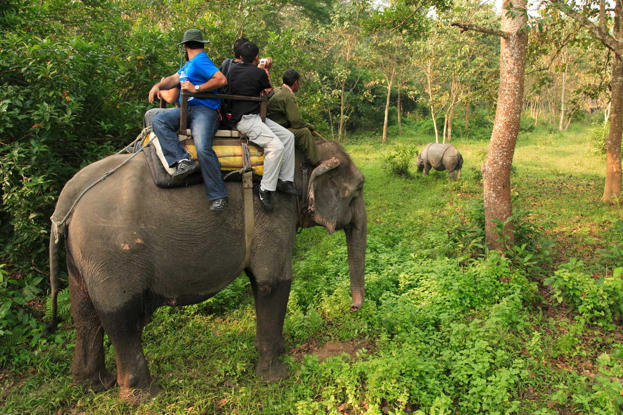 Voyageurs avec les éléphants dans le sud du Népal