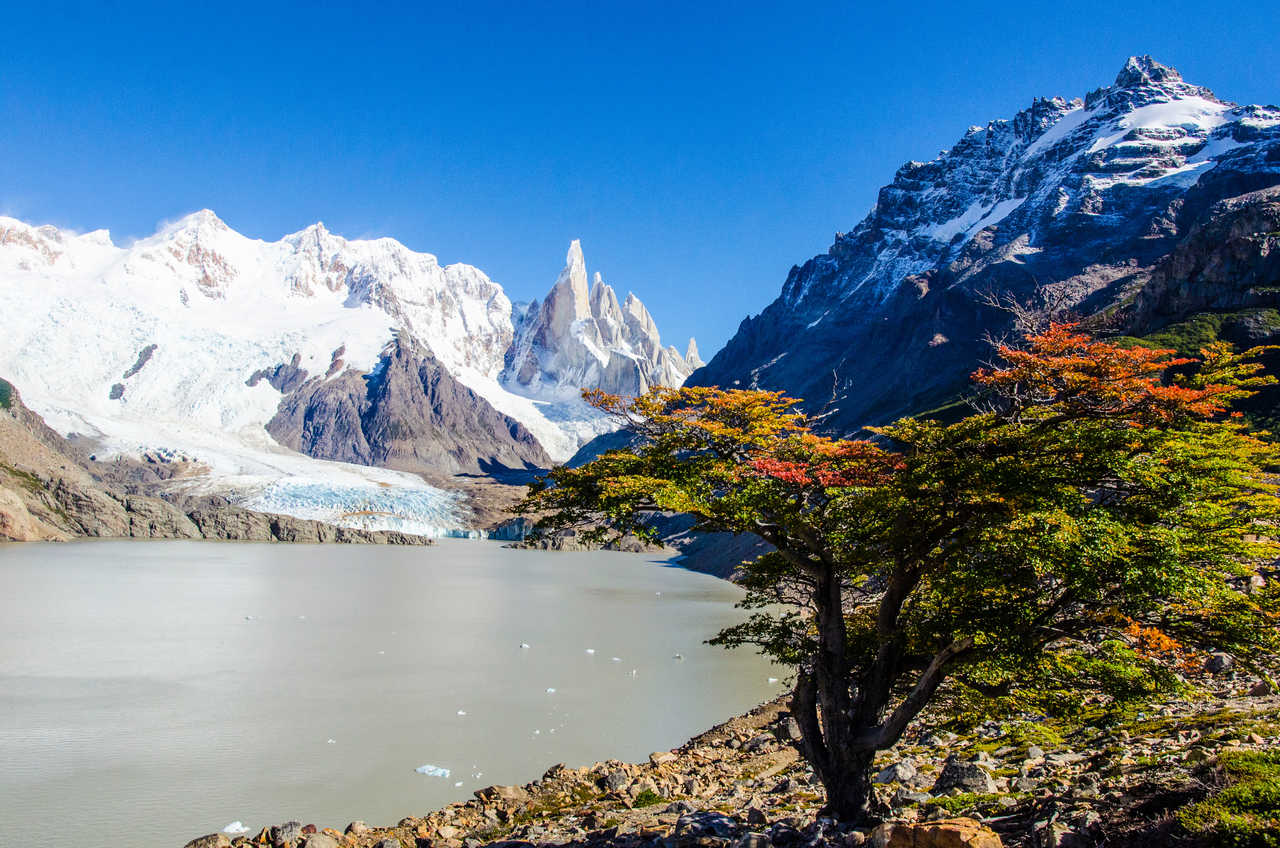 Vue spectaculaire sur les eaux glaciaires de la Laguna Torre et le sommet pointu du Cerro Torre enneigé, encadré par un arbre aux feuilles d'automne en Patagonie argentine.